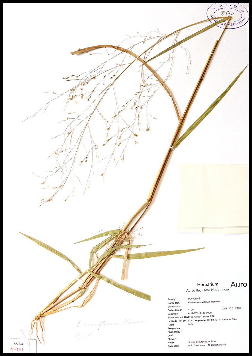 Dry herbarium images